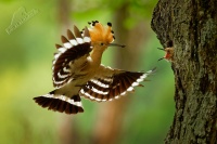 Dudek chocholaty - Upupa epops - Eurasian Hoopoe 3635